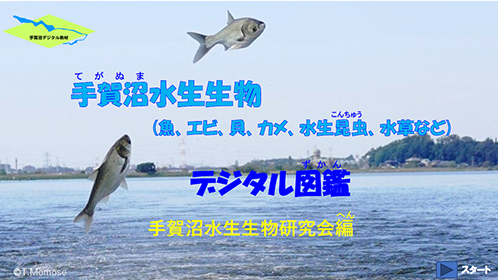 手賀沼水生生物デジタル図鑑