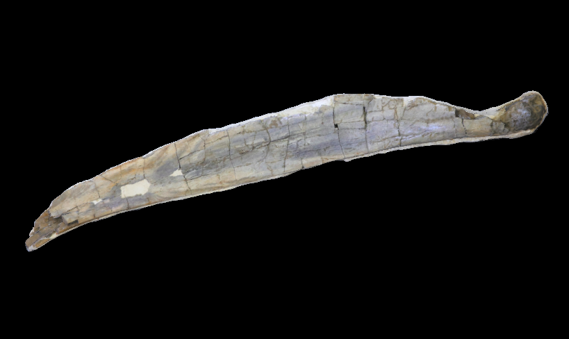 アキシマクジラ化石3Dモデル