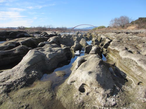 多摩大橋下流の河原。「ナメ」といわれる泥岩が無数に。「牛群地形」とも