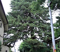 広福寺の大松