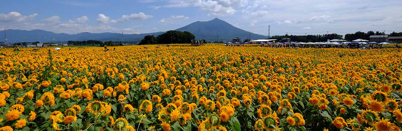 明野ひまわり畑