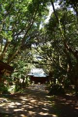 	渡海神社の極相林	