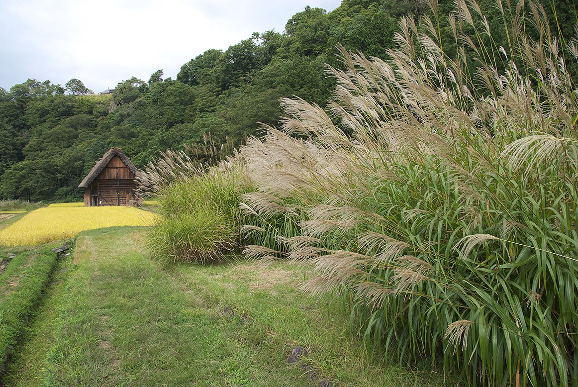 刈り取る前の茅と保存のための板蔵