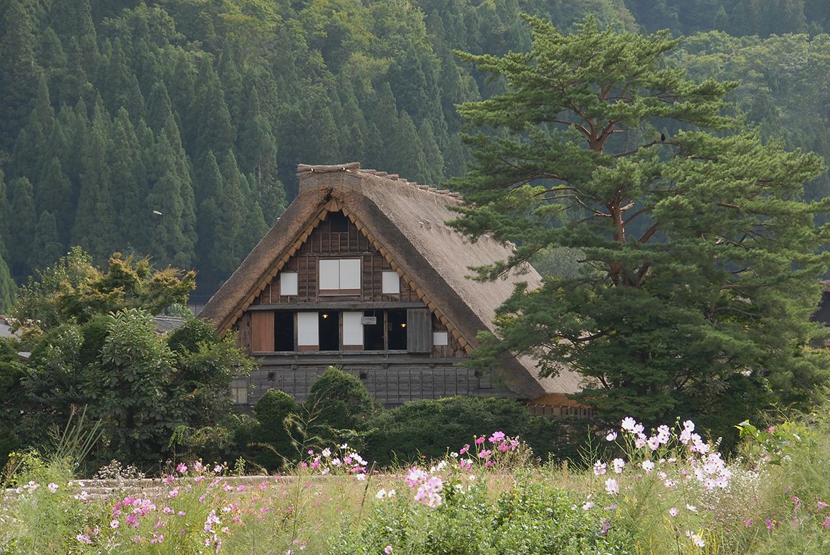 合掌家屋と大木