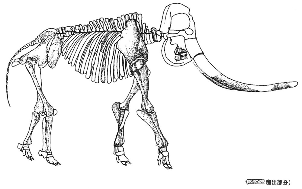 テキスト / （1）ナウマン象