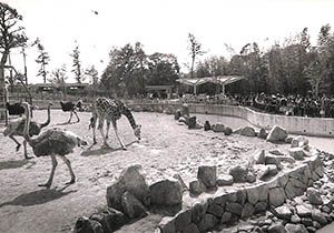松城時代の市動物園の様子昭和50年頃