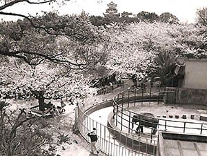 動物園と浜松城 昭和55年