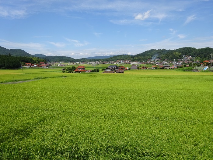 田んぼ