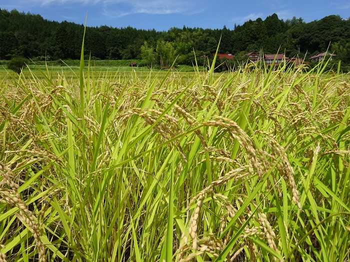 田んぼ