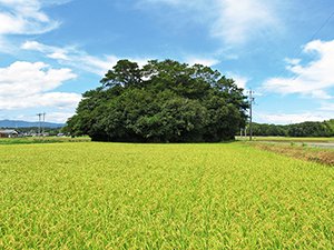 垂園森と哀園森 画像