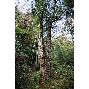 伊賀市デジタルミュージアム 秘蔵の国 伊賀伊賀市の文化財