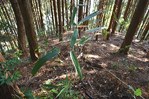 アヤマスズ自生地 画像
