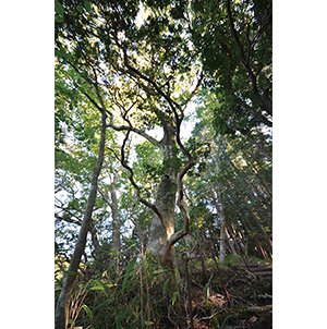 奥山愛宕神社のブナ原生林 画像