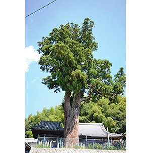 杉(八幡杉) 画像
