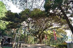 成田山の椎 画像