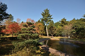 余野公園の松 画像