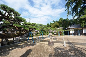 滝仙寺の松 画像