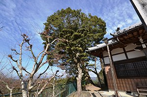 高徳寺のカゴノキ 画像