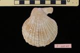 アズマニシキ : Azumapecten farreri nipponensis (Kuroda, 1932)