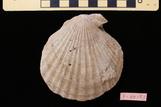 ミウラニシキ : Chlamys miurensis (Yokoyama, 1918)