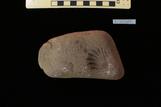 プテロトリゴニア属 : Pterotrigonia (Pterotrigonia) sp