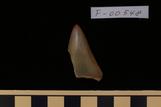 ホホジロサメ : Carcharodon carcharias (Linnaeus, 1753)