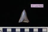 ホホジロサメ : Carcharodon carcharias (Linnaeus, 1753)