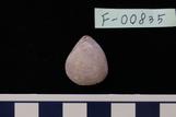 ラクエウス属 : Laqueus sp