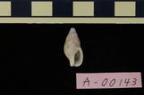コウダカマツムシ : Mitrella burchardi (Dunker, 1877)