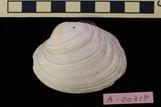 ウチムラサキ : Saxidomus purpurata (Sowerby, 1853)