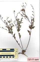 ユウゲショウ(アカバナユウゲショウ) : Oenothera rosea L'Hēr.ex Aiton