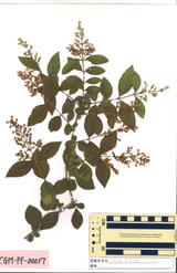 イボタノキ : Ligustrum obtusifolium Sieb. et Zucc