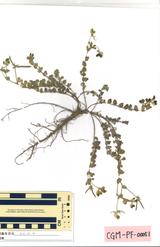 ミヤコグサ : Lotus corniculatus L. var. japonicus Regel