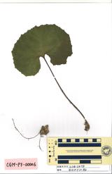 ツワブキ : Farfugium japonicum (L.) Kitam