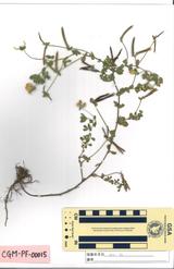 ミヤコグサ : Lotus corniculatus L. var. japonicus Regel