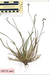ニワゼキショウ : Sisyrinchium atlanticum Bicknell