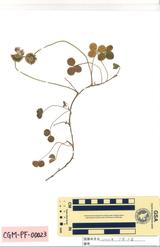 シロツメクサ : Trifolium repens L