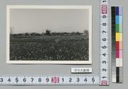 (農地)