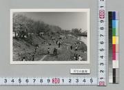 北越谷・元荒川河川敷の花見の人々