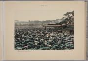 13.Lotus Lake in a Tokyo Park