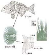 クロダイの鱗