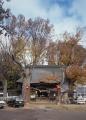 湯福神社のケヤキ