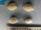 オオキララガイ属の一種 : オオキララガイ属の一種