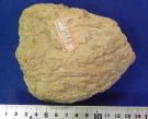 フジツボ亜目 : フジツボ亜目