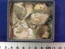 サビシラトリ : サビシラトリ