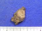 腕足動物門属種未定 : 腕足動物門属種未定