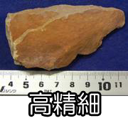 グロッソプテリス属の一種】(目録)
