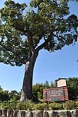 伊庭貞剛(いばていごう)物語―住友近代化の柱 : Kimoto, Shoji
