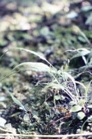 クモノスシダ