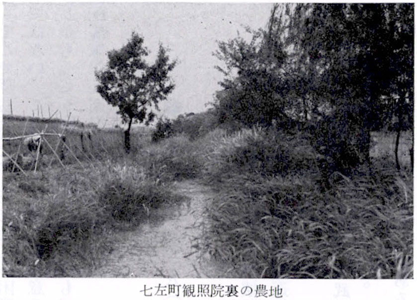 七左町観照院裏の農地
